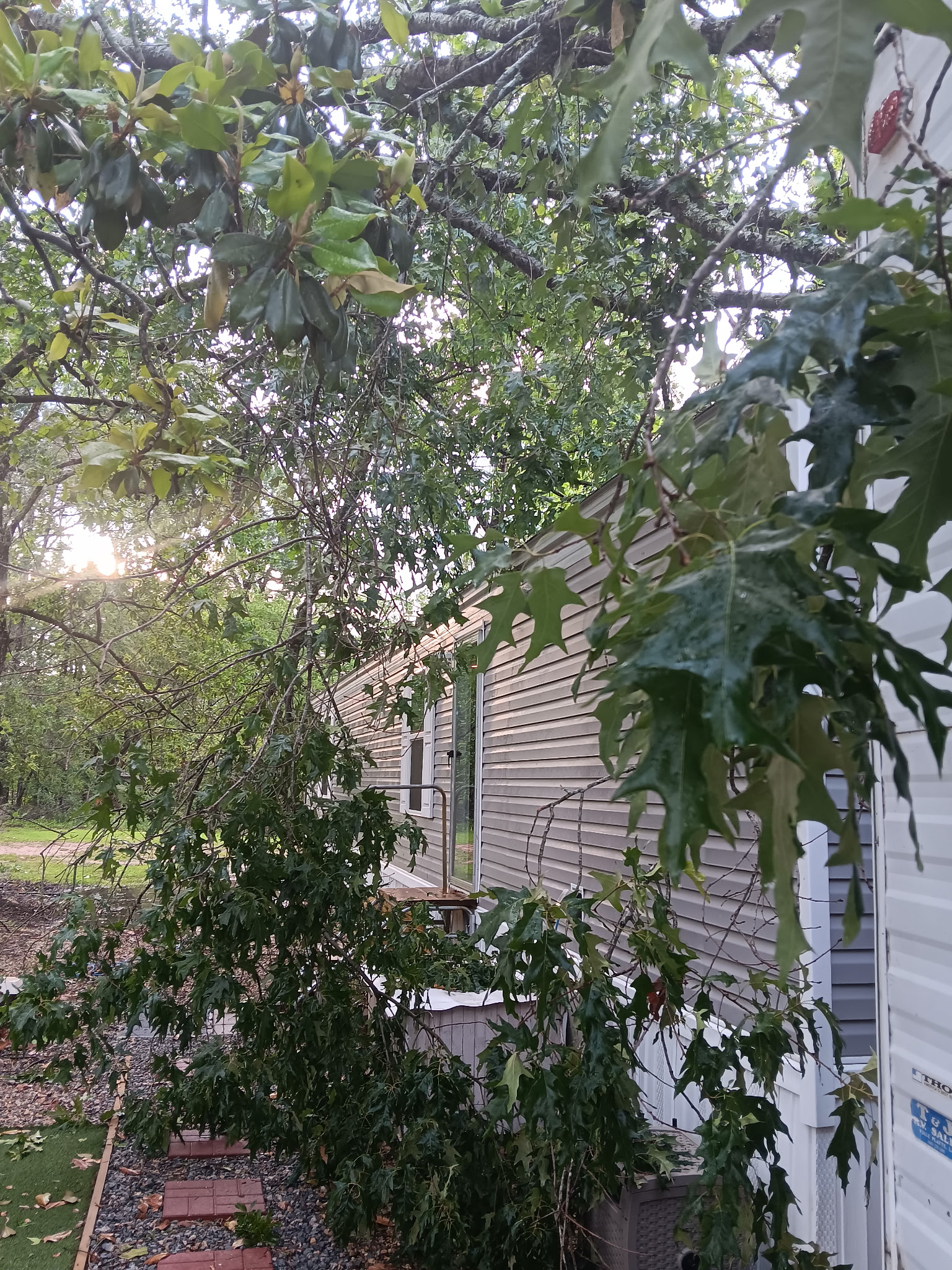 Tree limbs over home — before cleanup, McKinney, TX