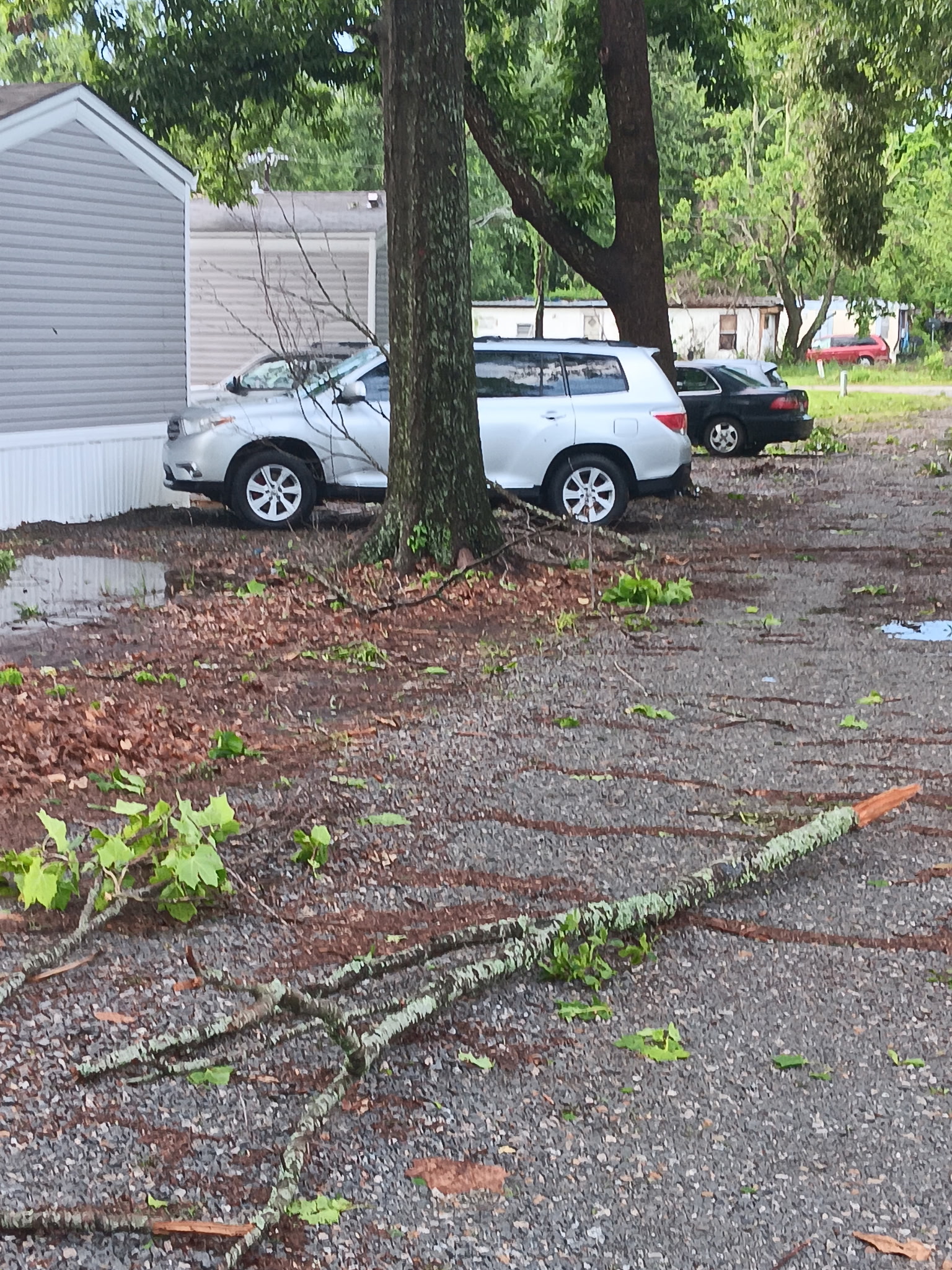 Fallen tree limbs across driveway, McKinney, TX
