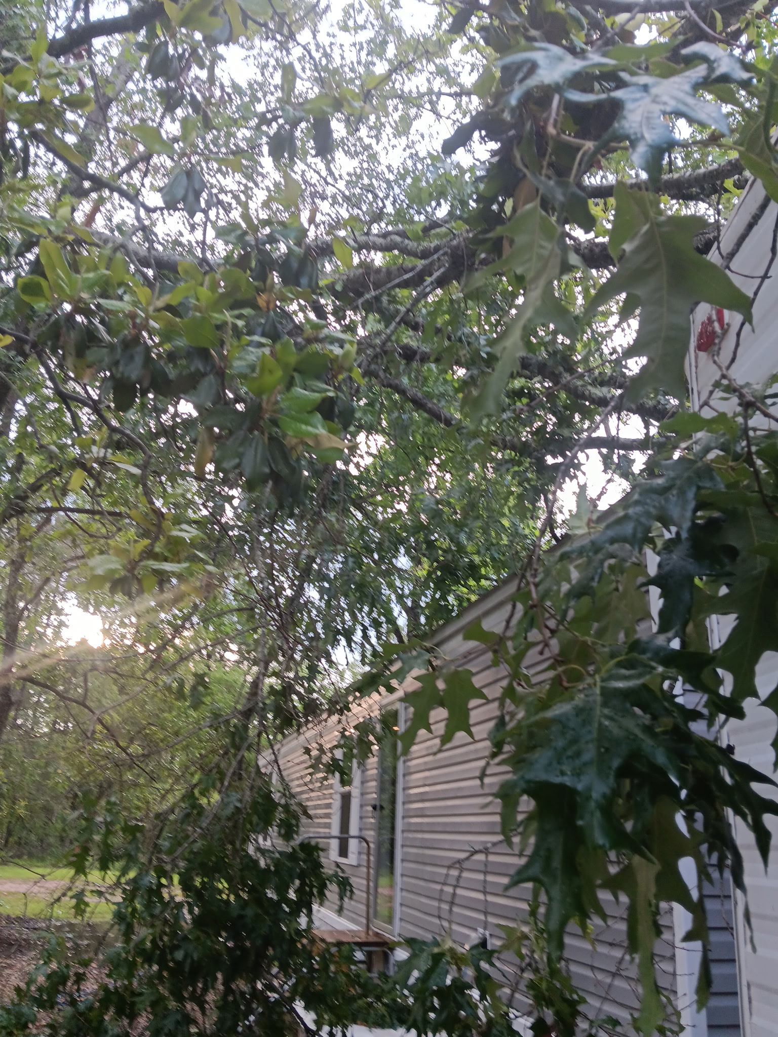 Fallen branches over home — before removal, McKinney, TX