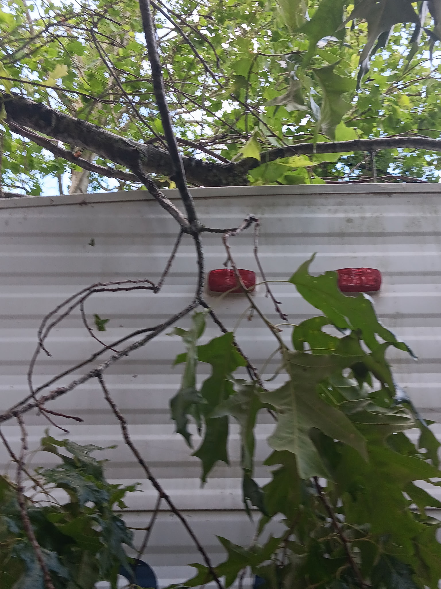 Large limbs resting on mobile home siding, McKinney, TX