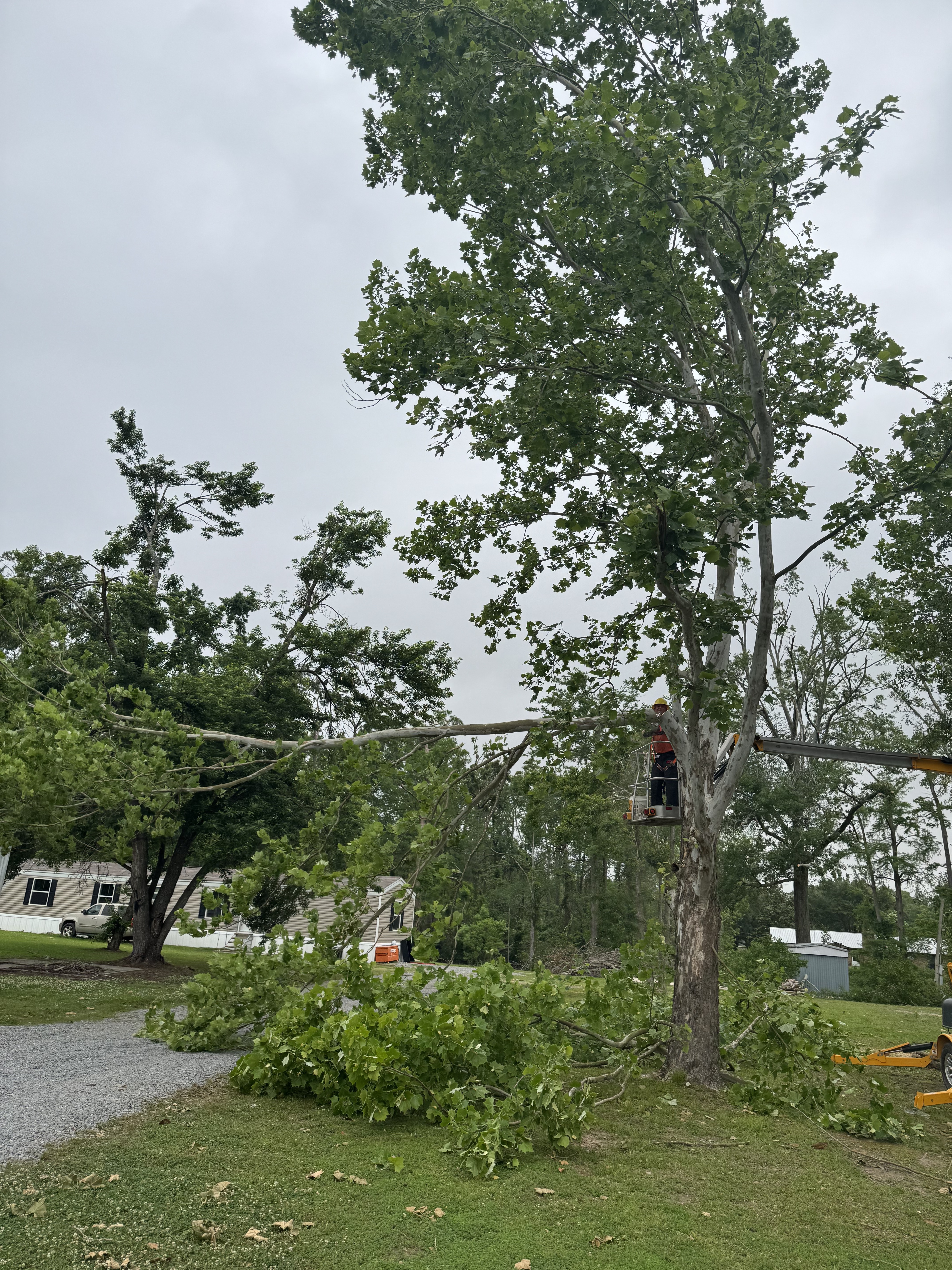 Orange boom lift positioned for tree work — McKinney, TX