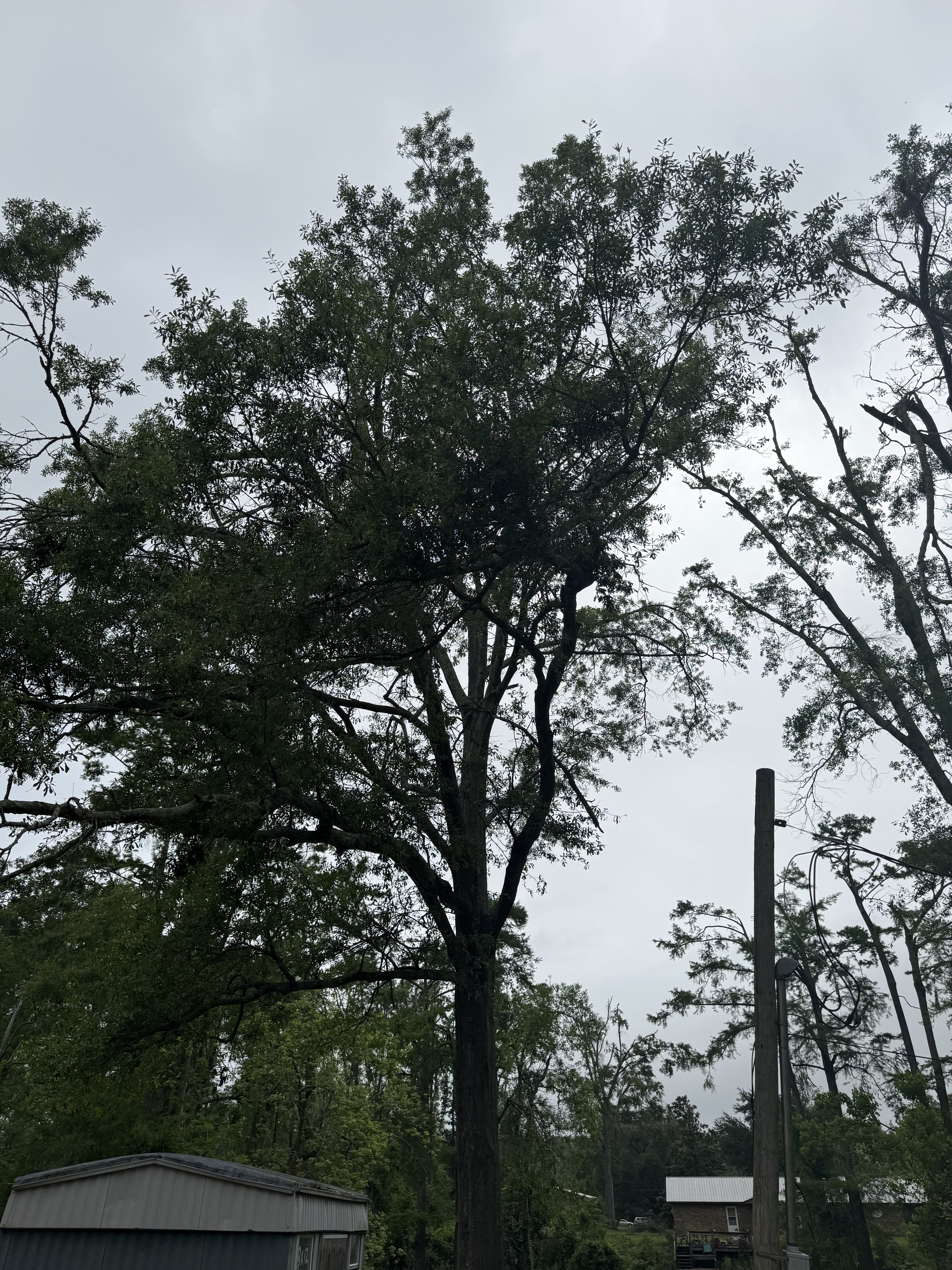 Tree canopy work from elevated position — McKinney, TX