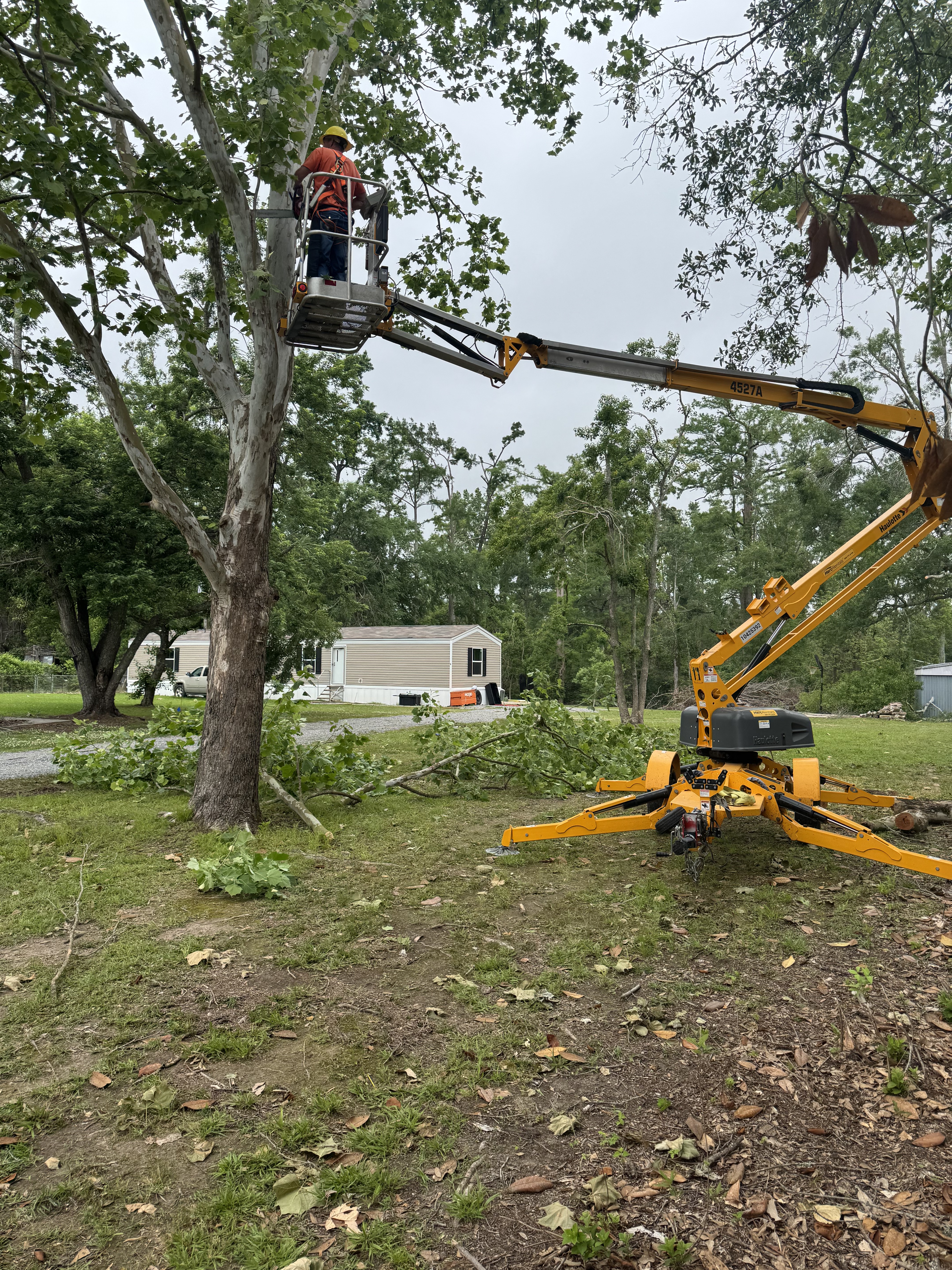 Large tree section being removed — McKinney, TX