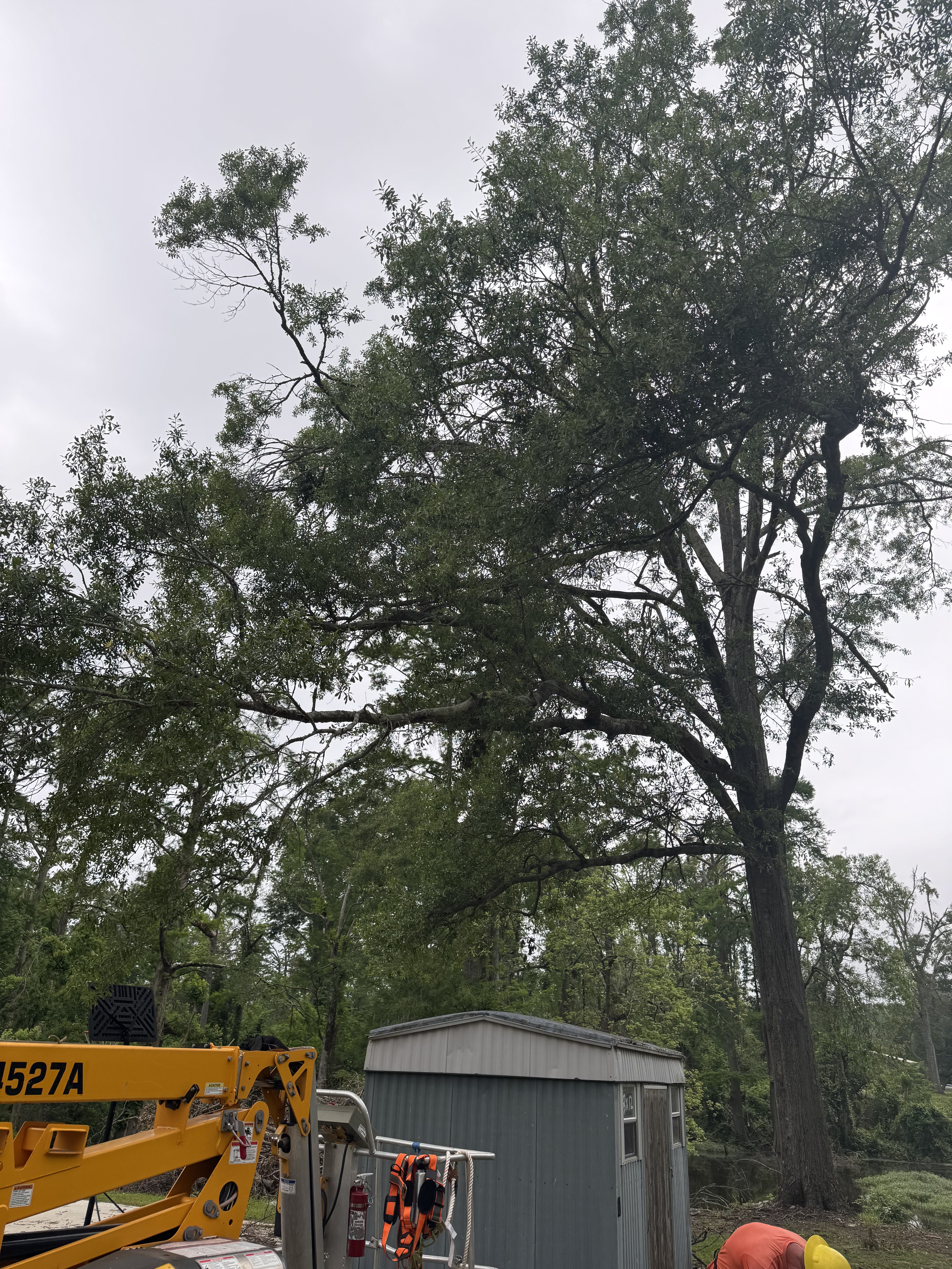 Orange boom lift reaching upper canopy — McKinney, TX