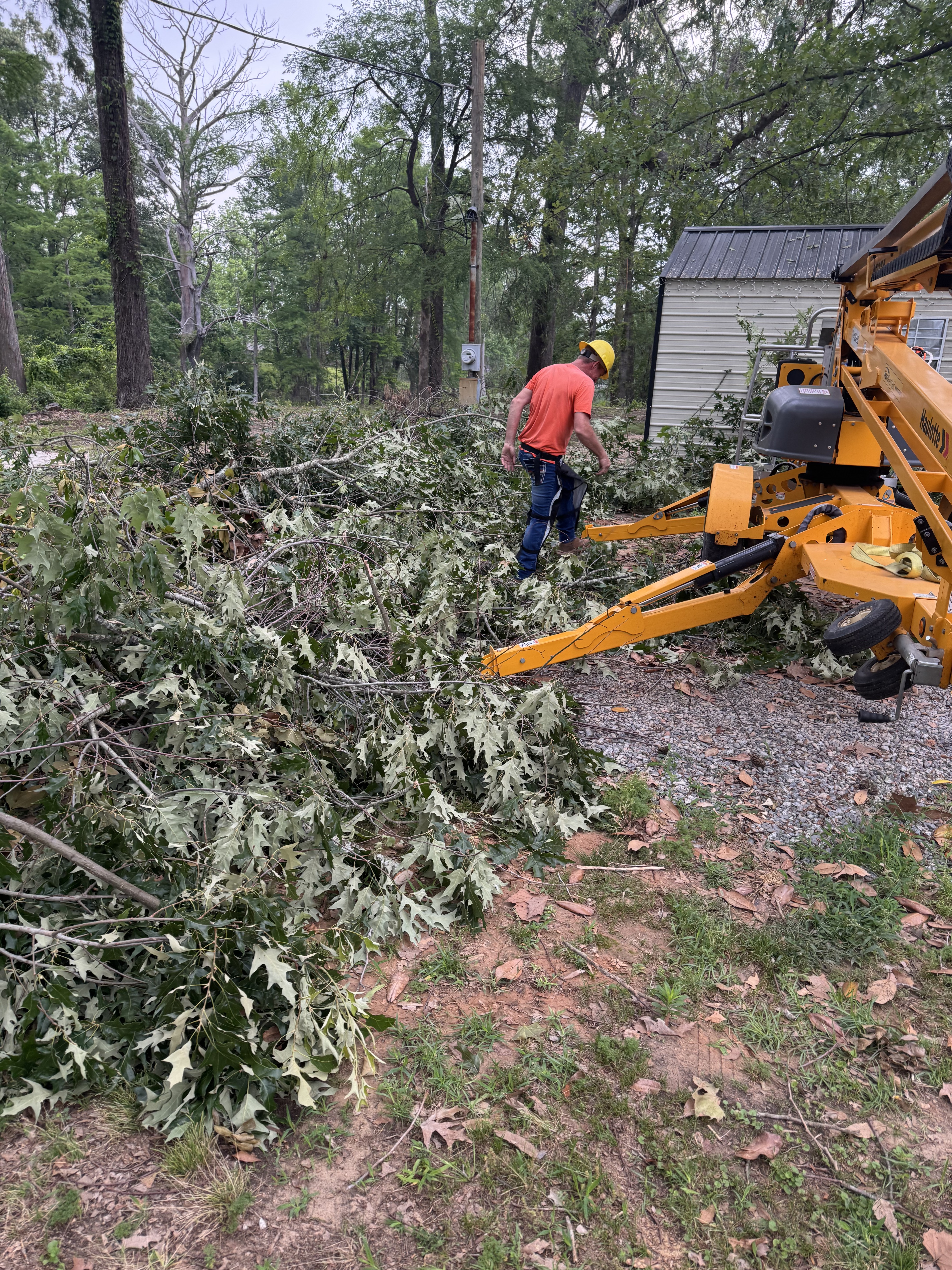 Professional tree cutting in progress — McKinney, TX