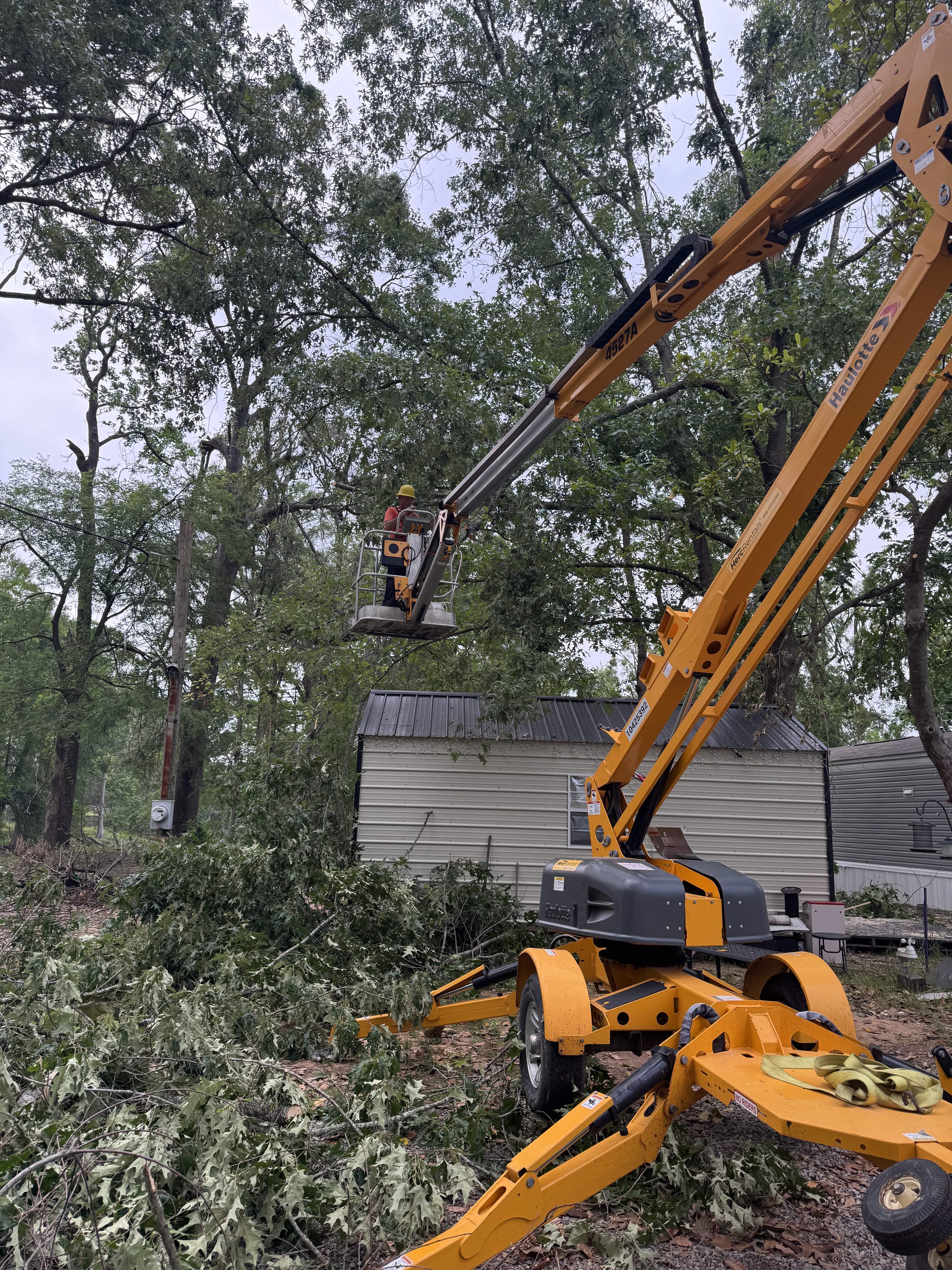 Aerial platform work on mature tree — McKinney, TX