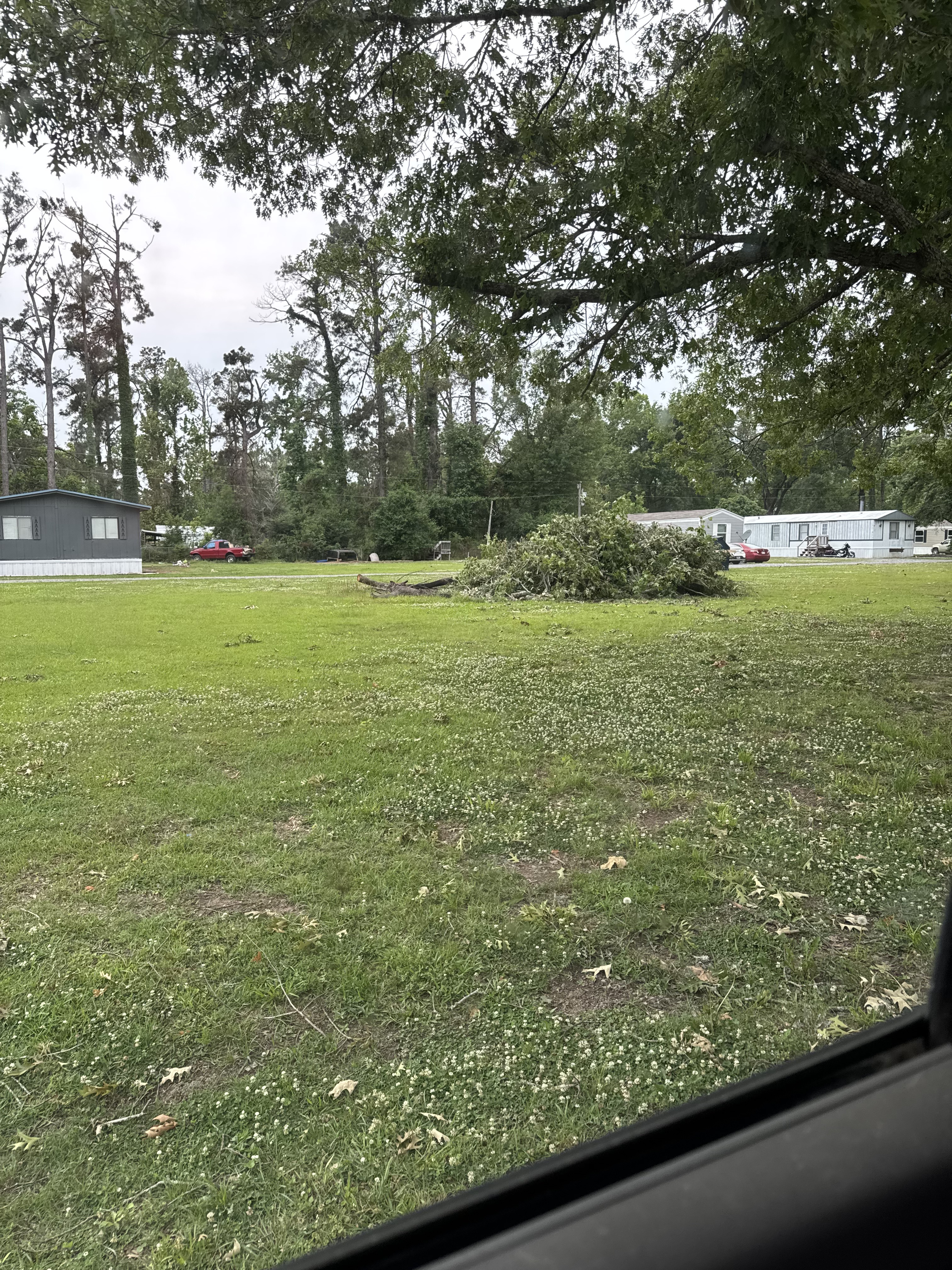 Tree removal job site overview — McKinney, TX