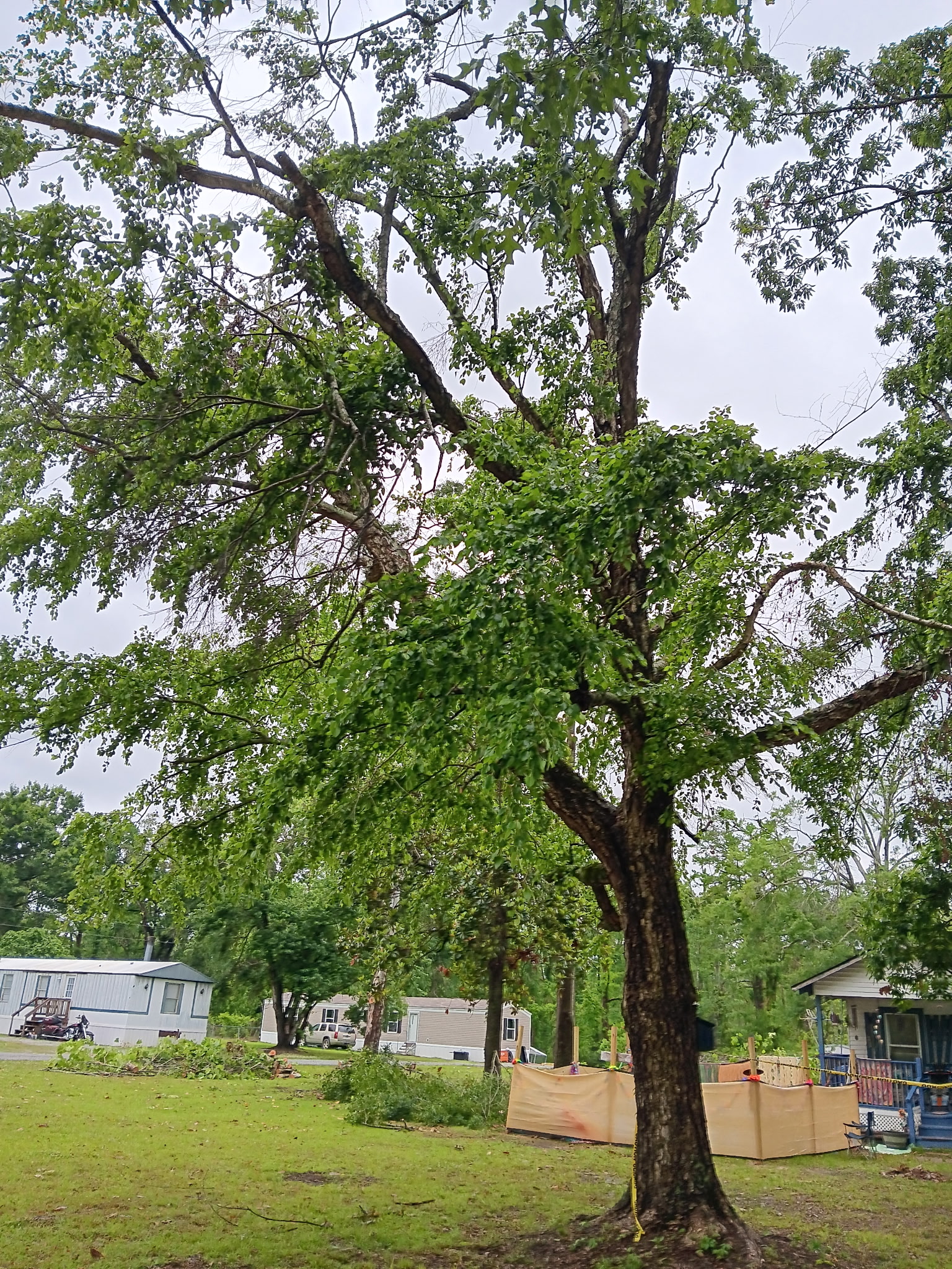 Tree removal in progress — McKinney, TX
