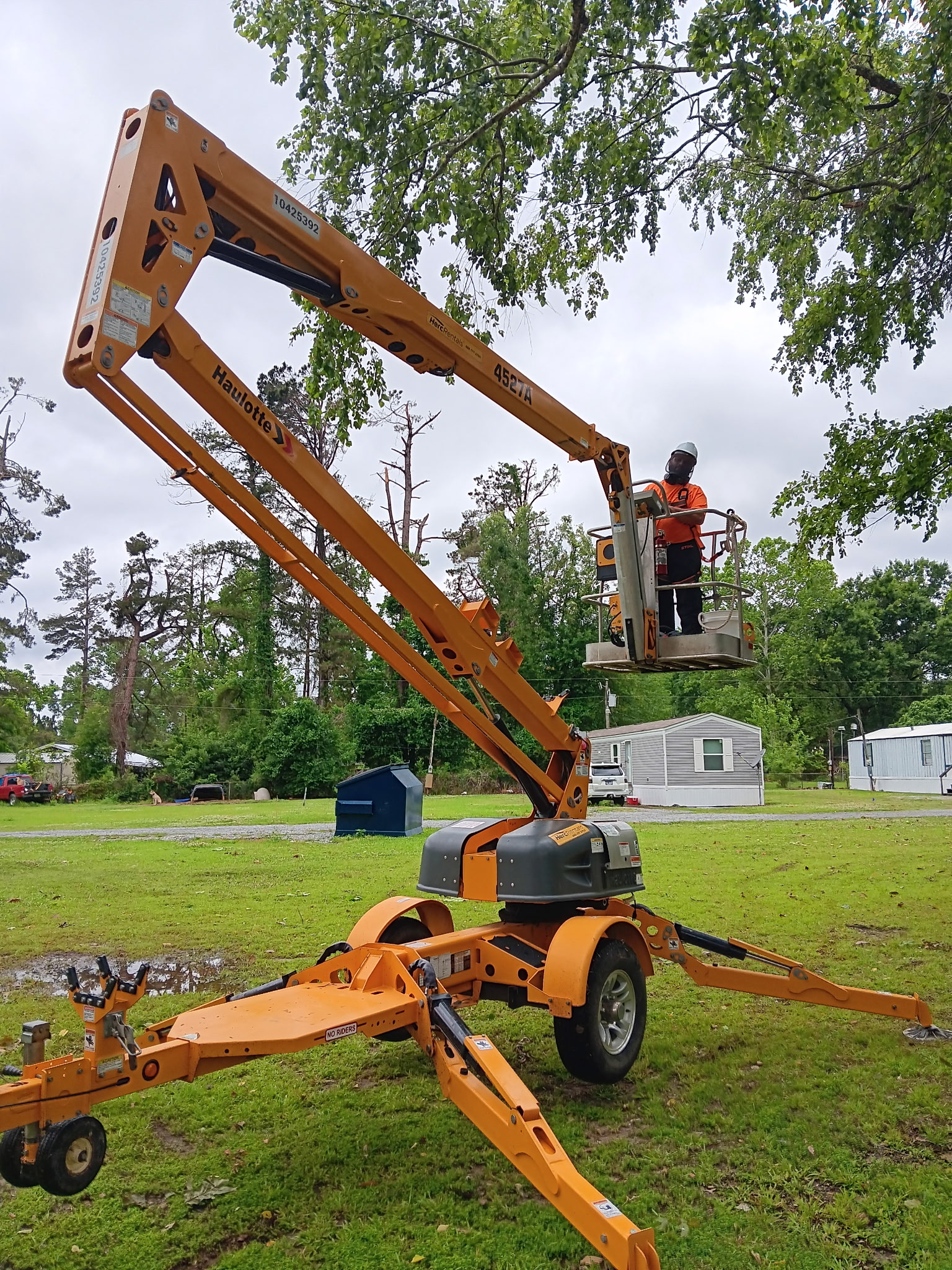 Crew working at height on large tree — McKinney, TX