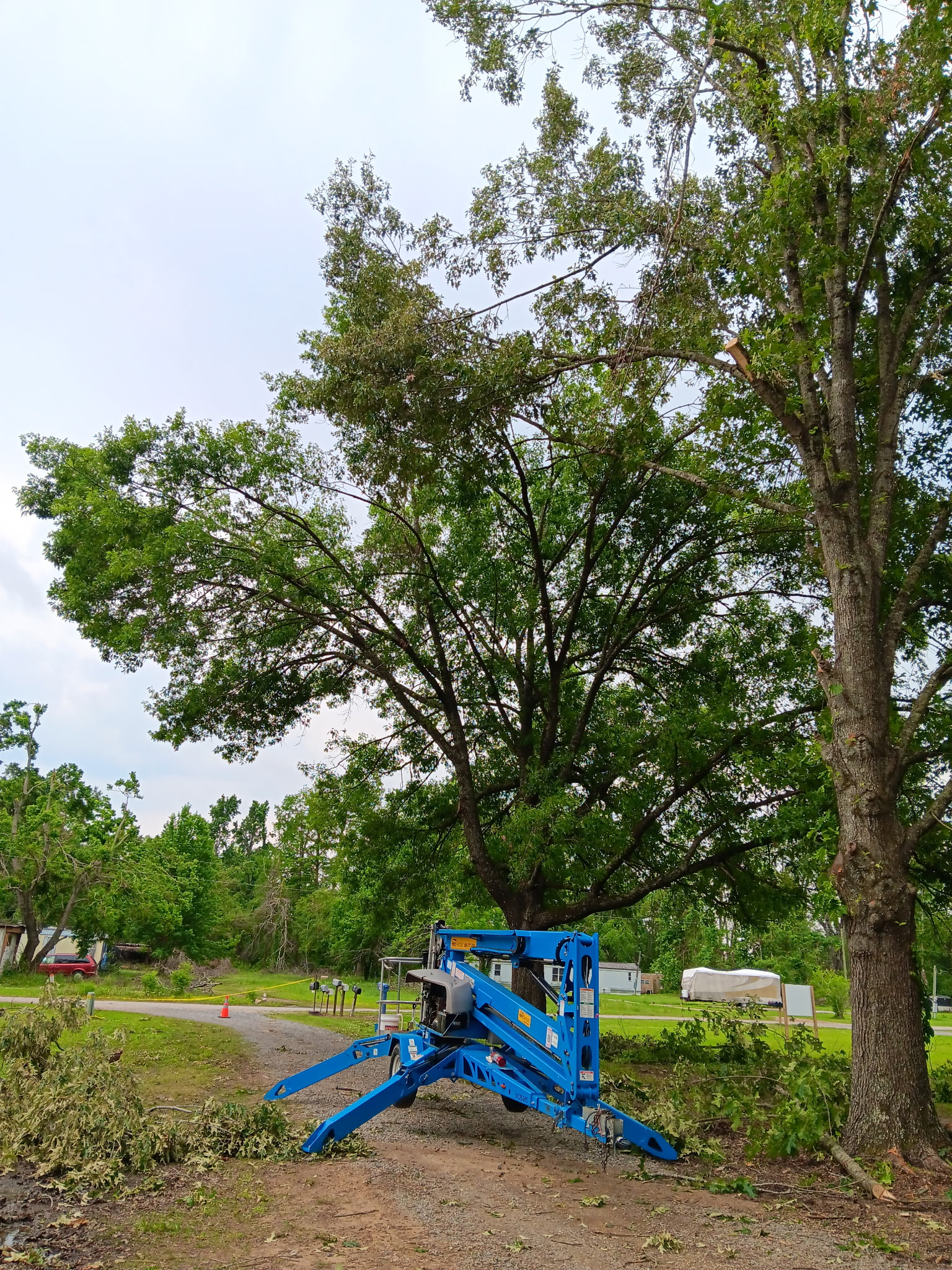 Tree trimming and canopy reduction — McKinney, TX
