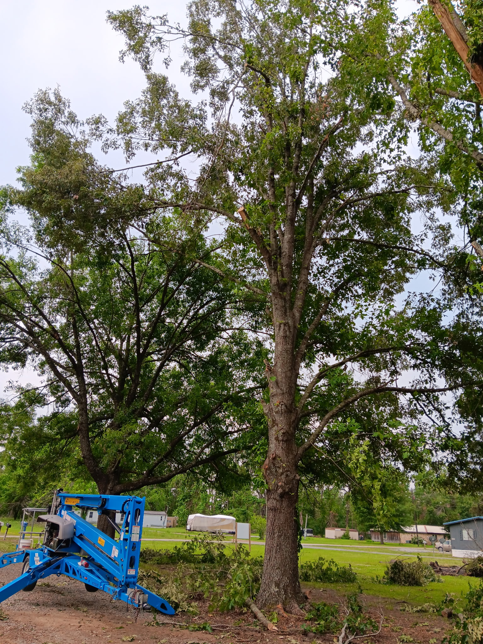 Professional arborist work from orange lift — McKinney, TX