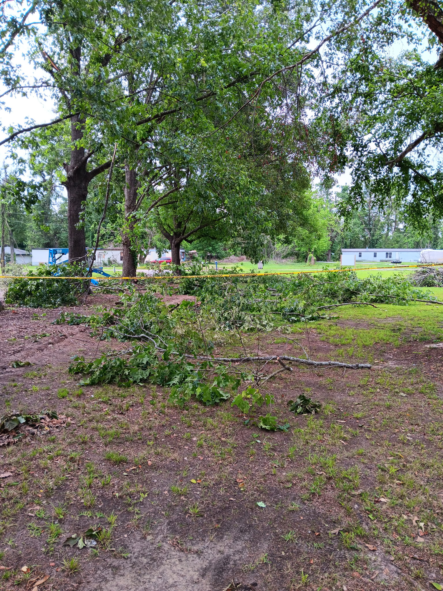 Final stages of tree removal — McKinney, TX