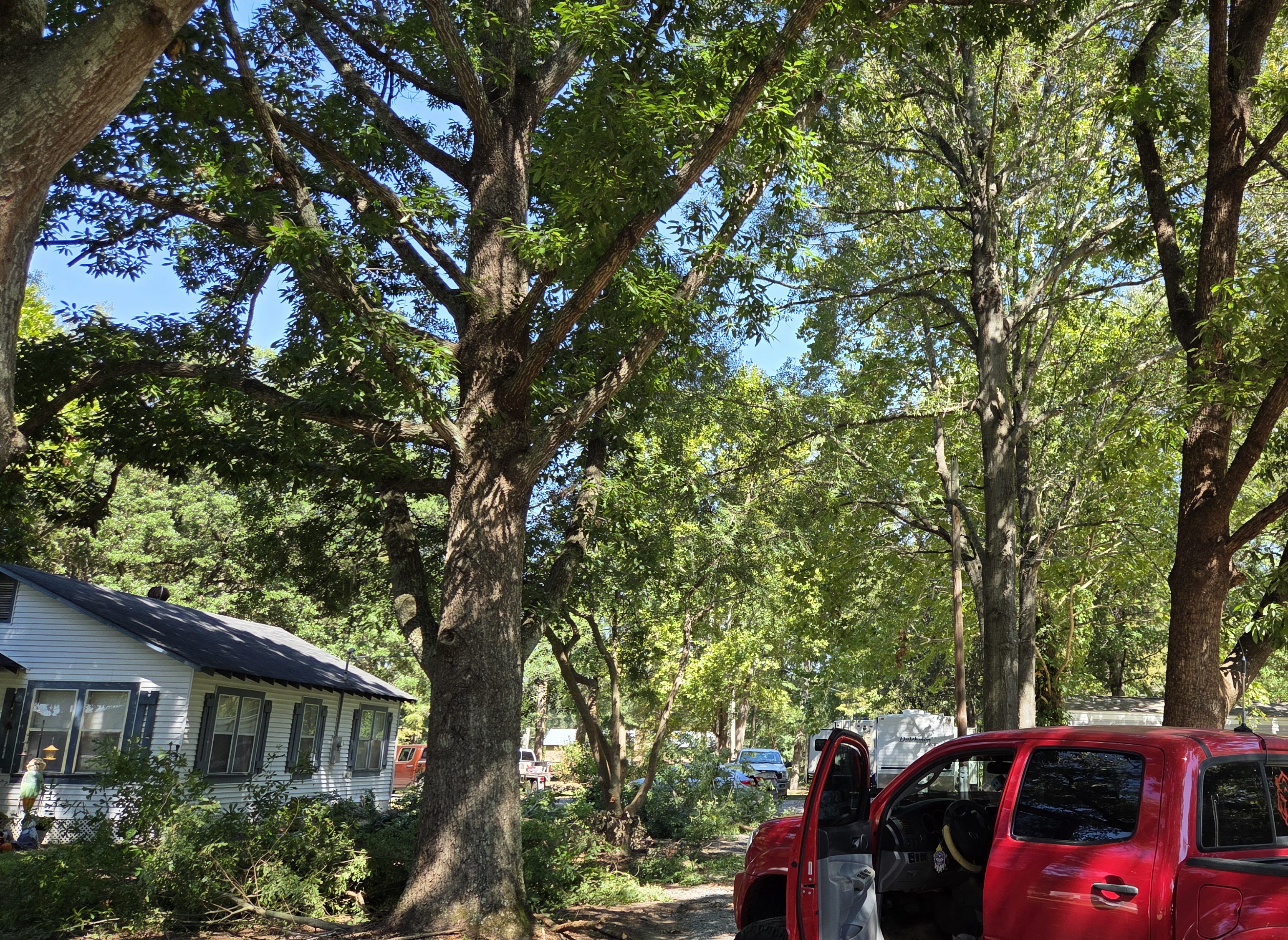 Crew working tree removal - Little Elm, TX