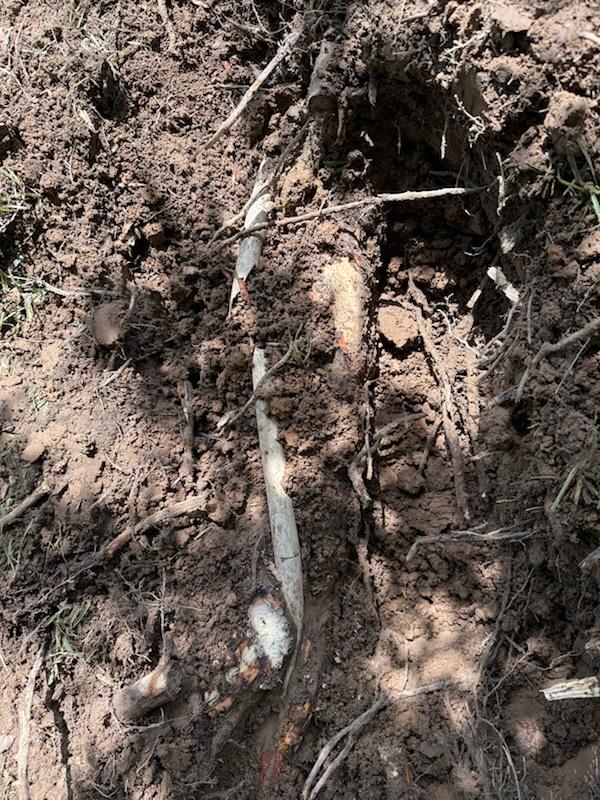 Tree roots wrapped around and through the plumbing pipe, near Dallas, TX