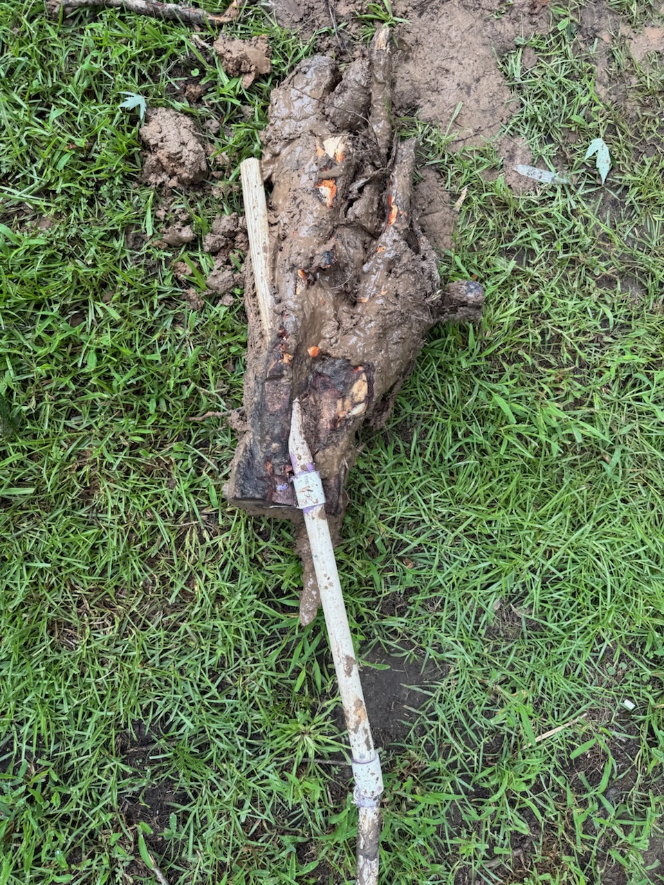 Root intrusion plumbing repair - near Dallas, TX