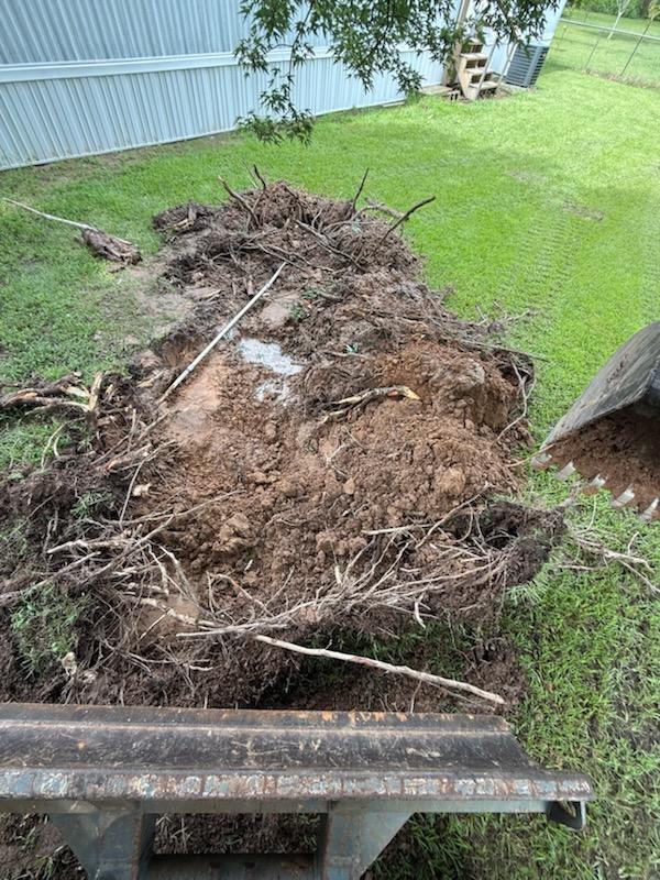 Full excavated root ball and soil removed from trench, near Dallas, TX